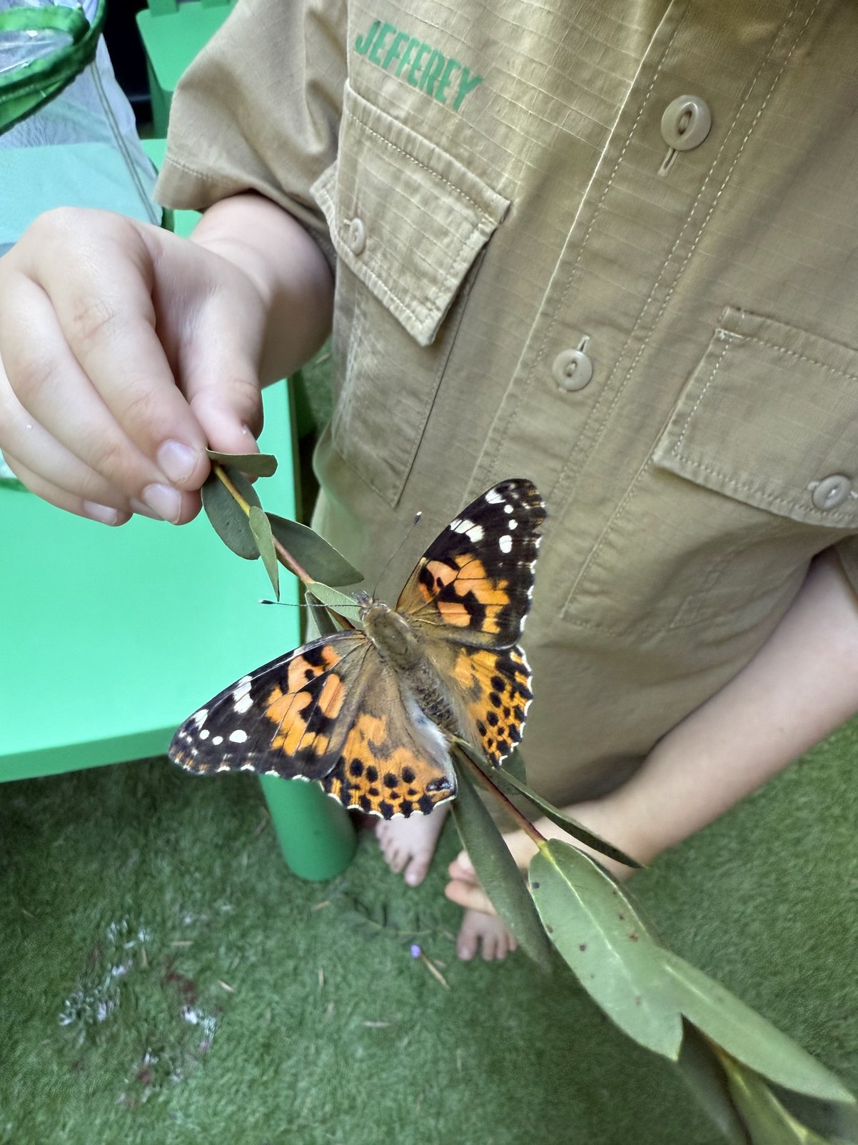 A butterfly conservation and habitat activity