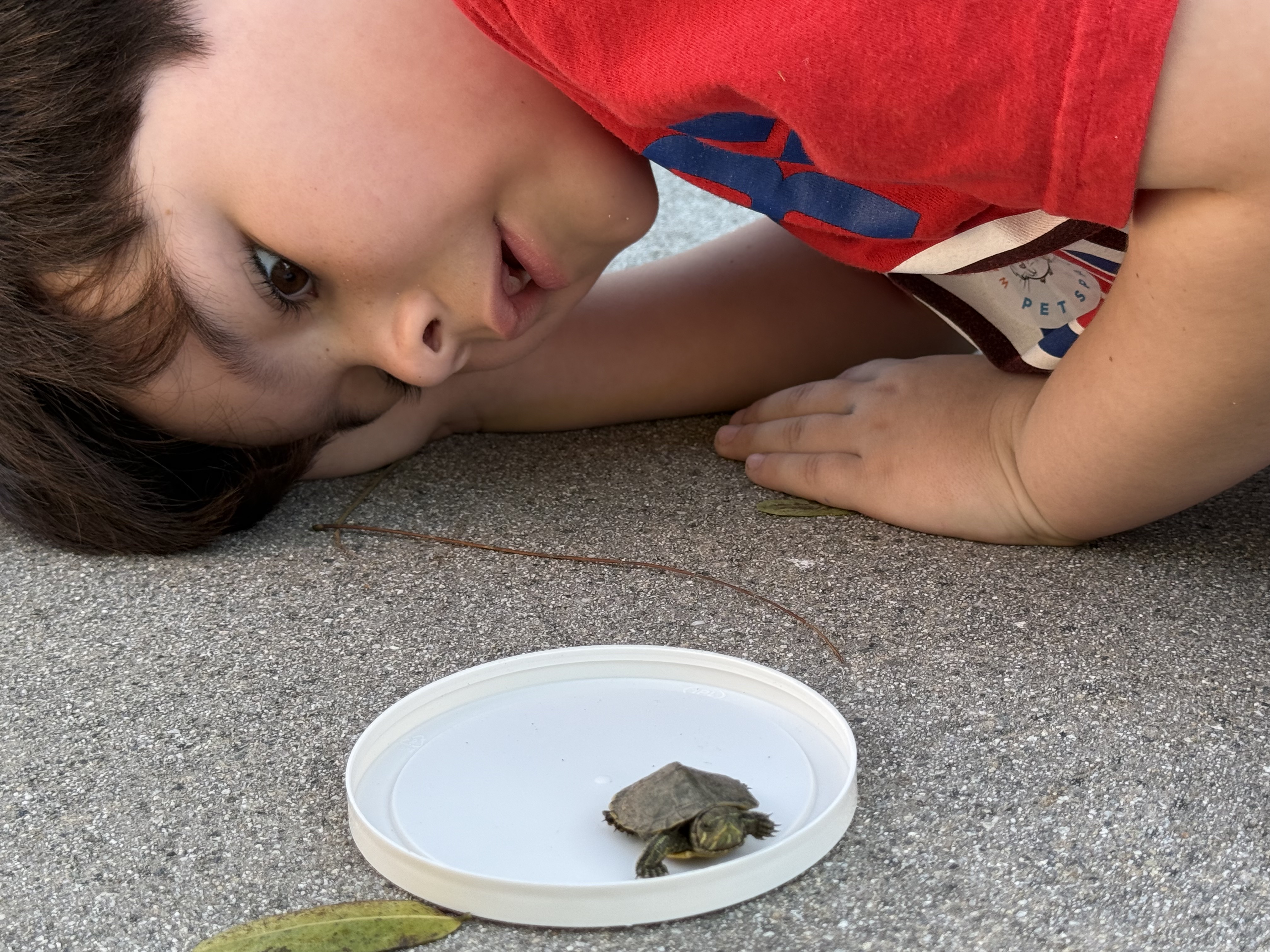 A sea turtle rescue in progress